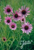 Echinacea tennesseensis Rocky Top